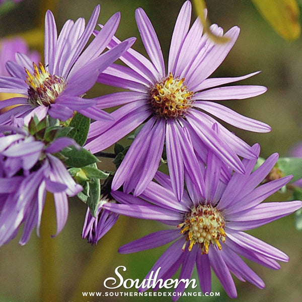 Silky Aster Seeds