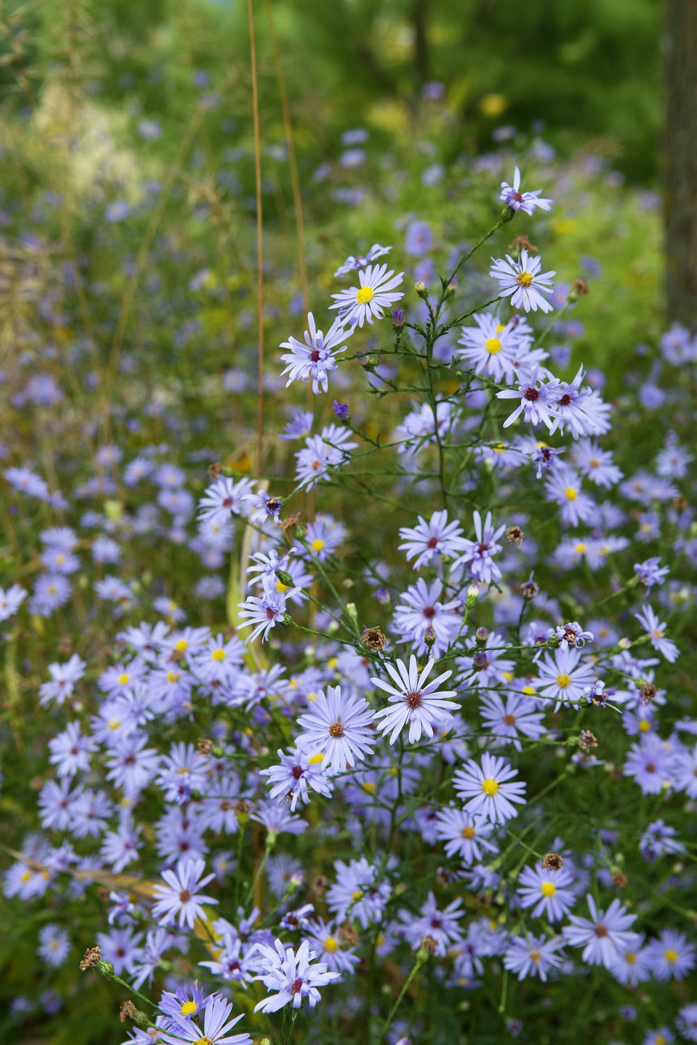 Sky Blue Aster Seeds
