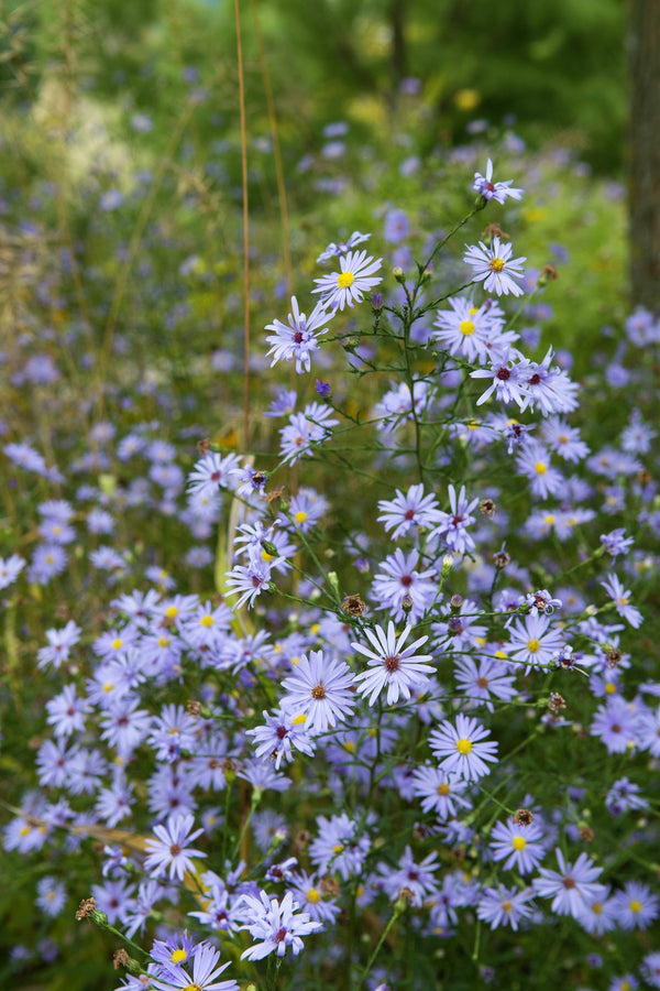 Sky Blue Aster Seeds