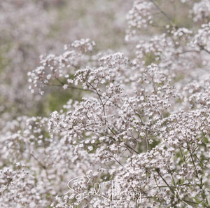 Perennial Baby’s Breath Seeds