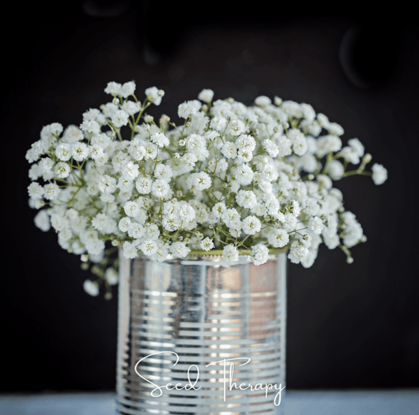 Perennial Baby’s Breath Seeds