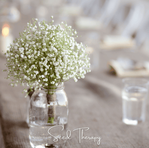 Perennial Baby’s Breath Seeds