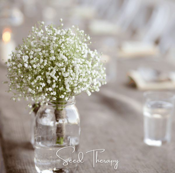 Perennial Baby’s Breath Seeds