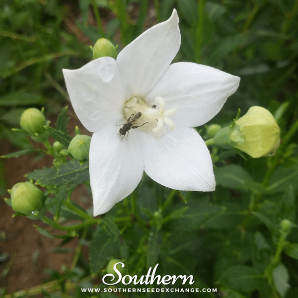 White Balloon FlowerSeeds