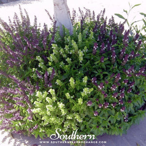 Cinnamon Basil Seeds