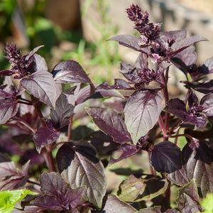 Dark Purple Opal Basil Seeds (Organic)