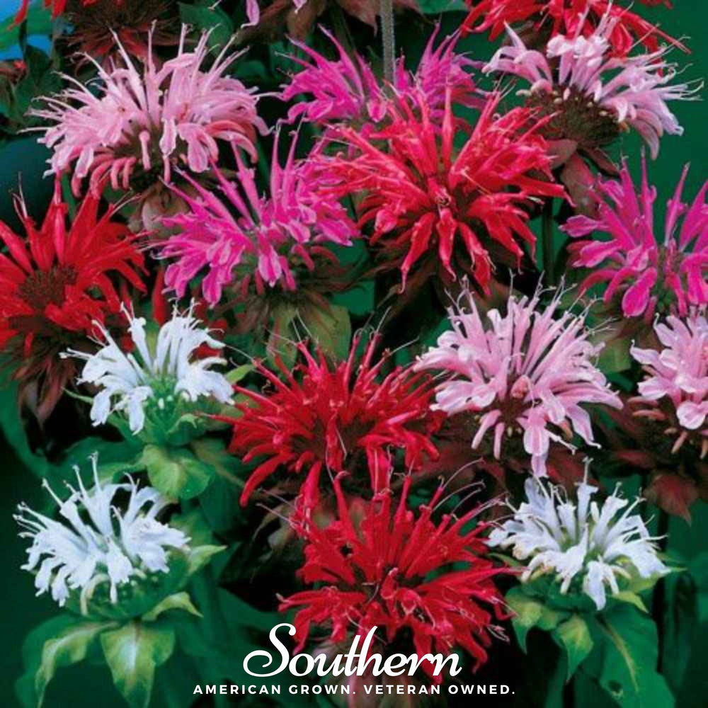Bee Balm Seed Mix (Monarda)