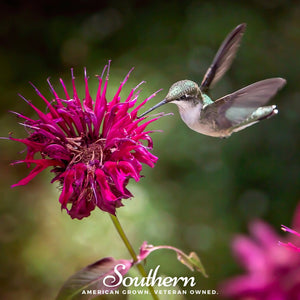 Bee Balm Seed Mix (Monarda)