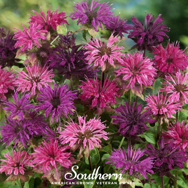 Bee Balm Seed Mix (Monarda)