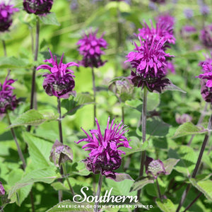 Purple Bee Balm Seeds