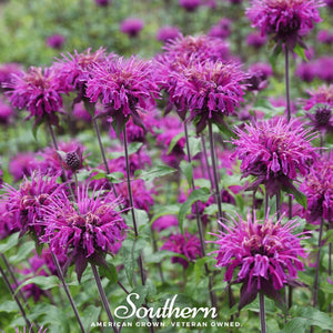 Purple Bee Balm Seeds