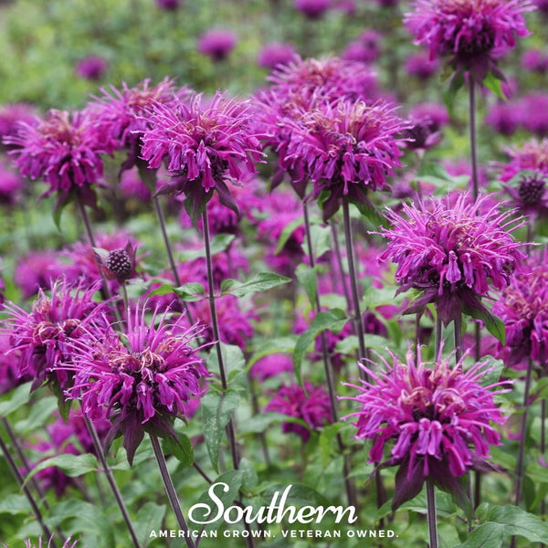 Purple Bee Balm Seeds