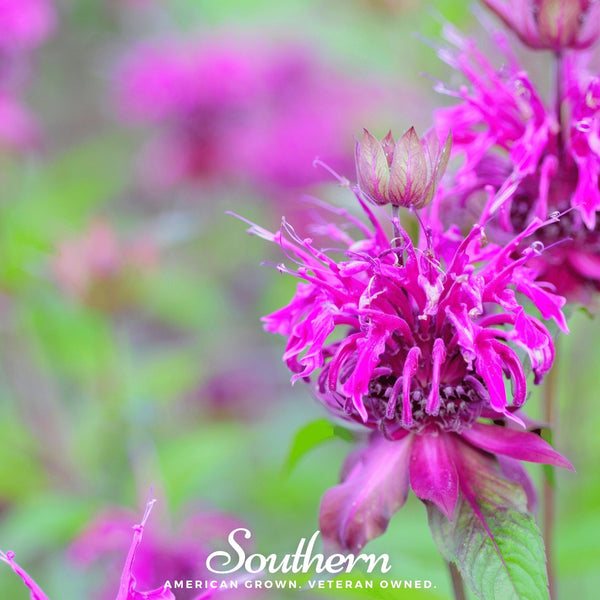 Purple Bee Balm Seeds