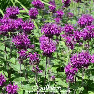 Purple Bee Balm Seeds