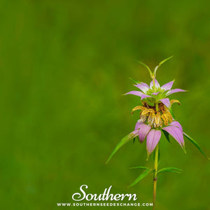 Spotted Bee Balm (Horsemint) Seeds