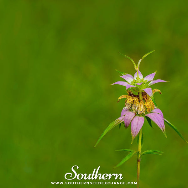 Spotted Bee Balm (Horsemint) Seeds