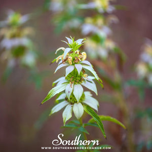Spotted Bee Balm (Horsemint) Seeds
