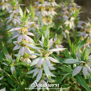 Spotted Bee Balm (Horsemint) Seeds