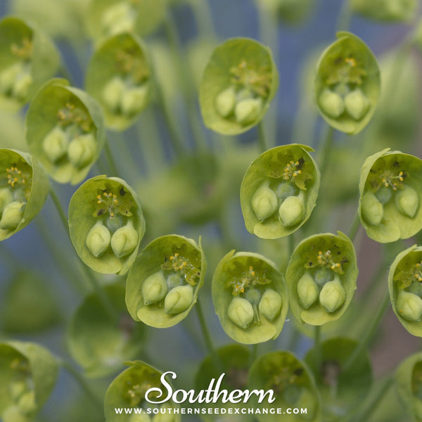 Bells of Ireland Seeds