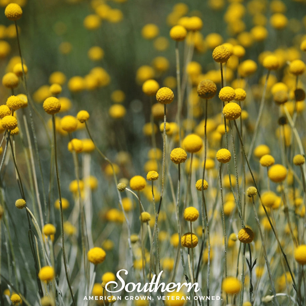 Billy Buttons (Drumsticks) Seeds