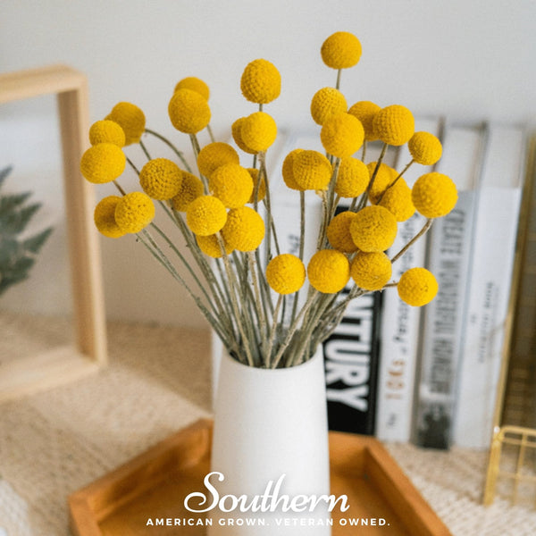 Billy Buttons (Drumsticks) Seeds
