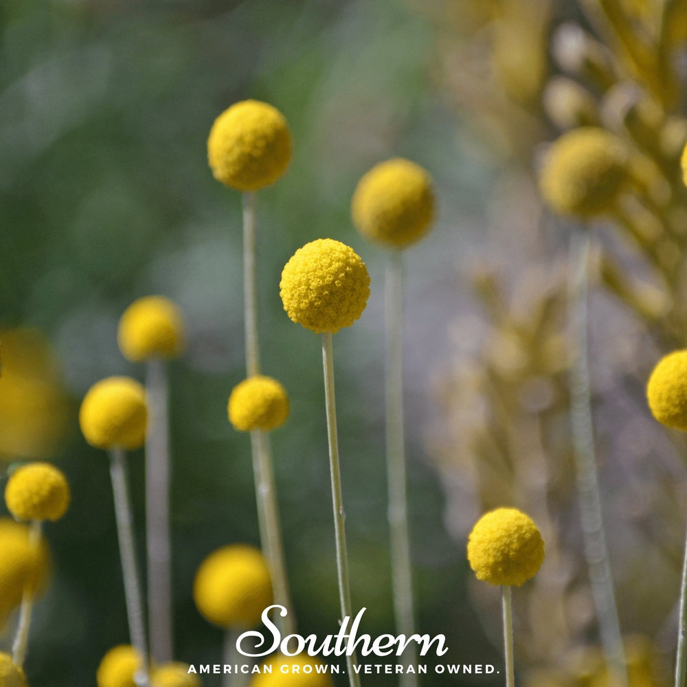 Billy Buttons (Drumsticks) Seeds