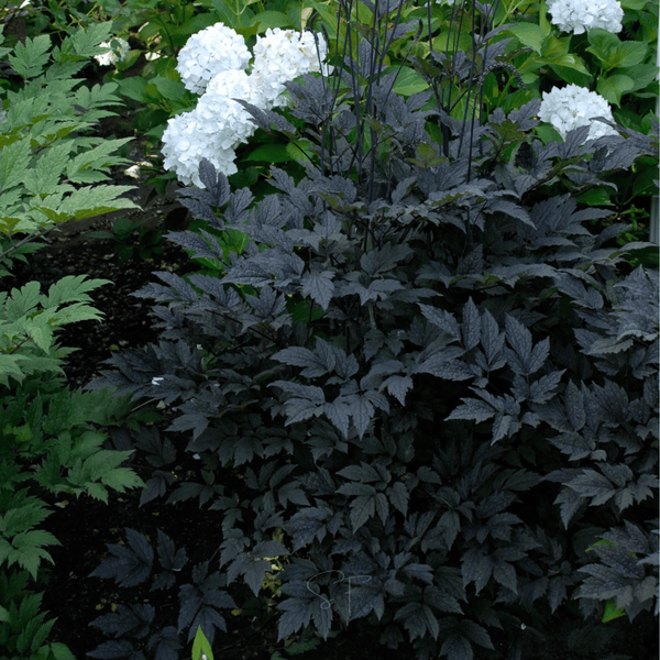 Black Cohosh (Bugbane) Seeds