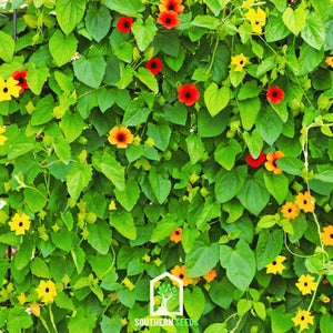 Black Eyed Susan Vine Mix Seeds