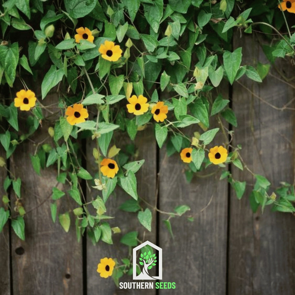 Black Eyed Susan Vine Mix Seeds