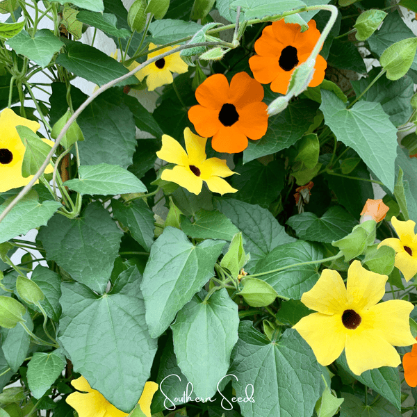 Black Eyed Susan Vine Mix Seeds