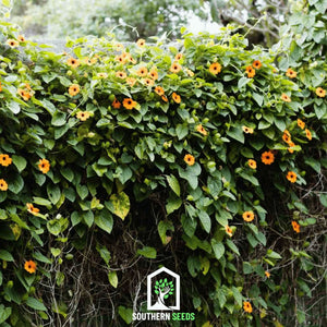 Black Eyed Susan Vine Mix Seeds