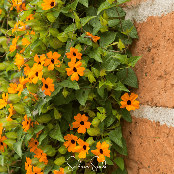 Black Eyed Susan Vine Mix Seeds