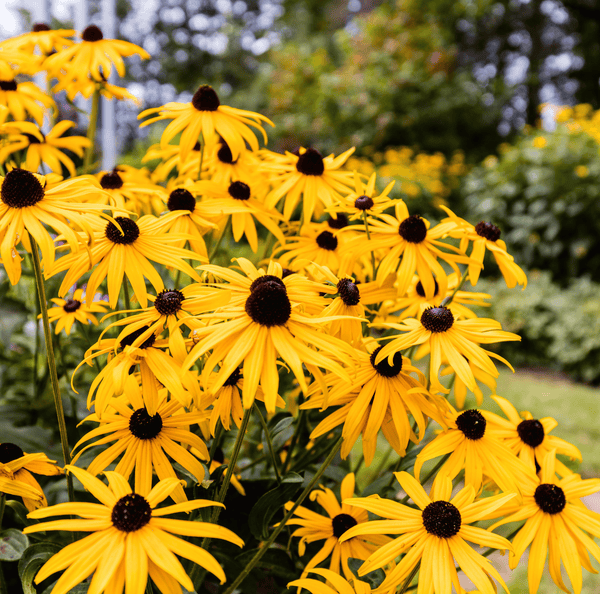 Black Eyed Susans Seeds