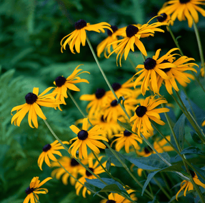 Black Eyed Susans Seeds