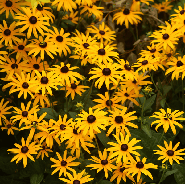 Black Eyed Susans Seeds
