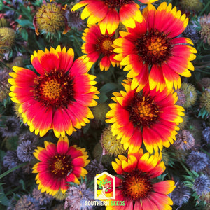 Blanket Flower Seeds