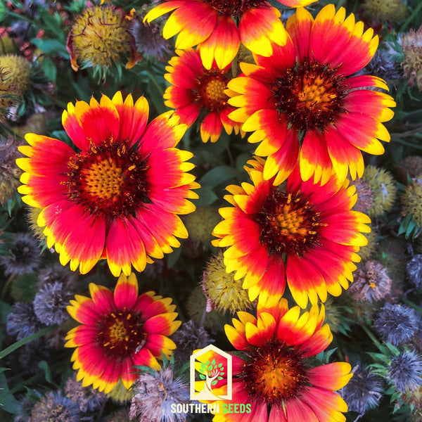 Blanket Flower Seeds