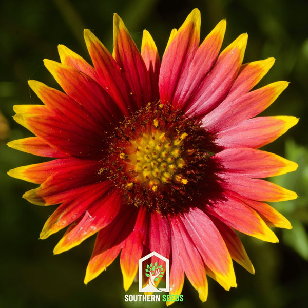 Blanket Flower Seeds