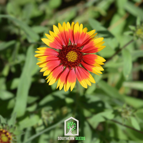 Blanket Flower Seeds