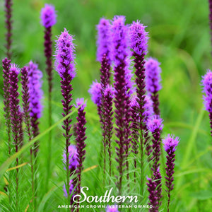 Prairie Blazing Star Seeds