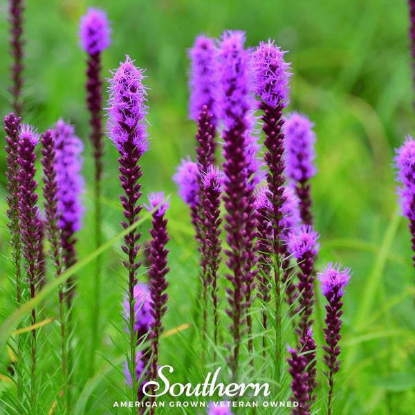 Prairie Blazing Star Seeds