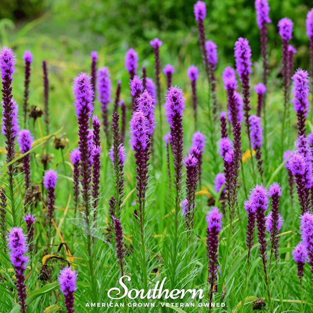 Prairie Blazing Star Seeds
