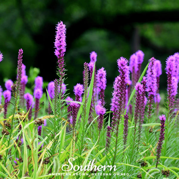 Prairie Blazing Star Seeds
