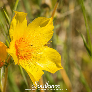 Yellow Blazing Star Seeds