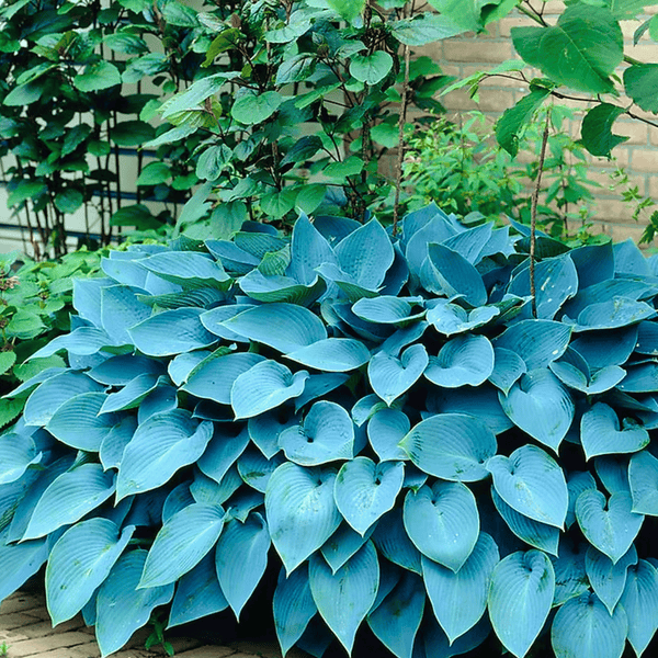 Blue Hosta Seeds