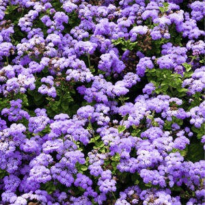 Blue Mink Dwarf Ageratum Seeds