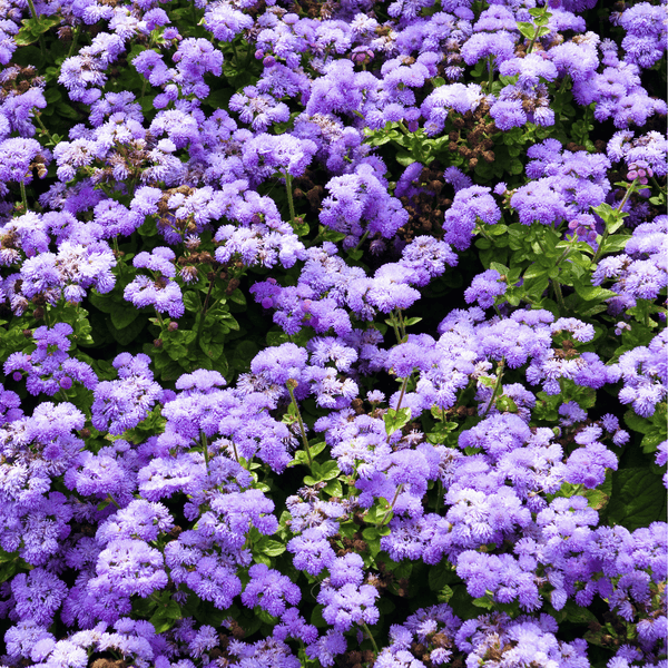 Blue Mink Dwarf Ageratum Seeds