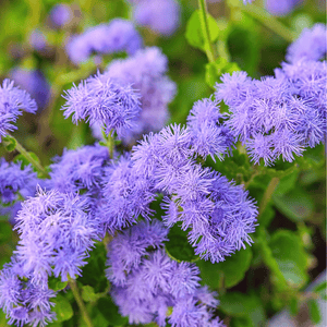 Blue Mink Dwarf Ageratum Seeds