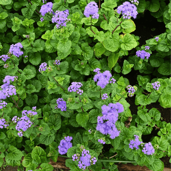 Blue Mink Dwarf Ageratum Seeds
