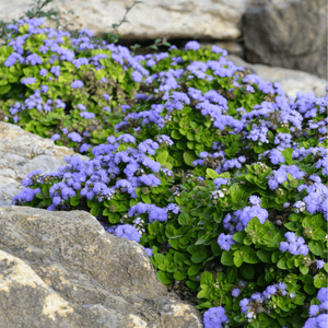 Blue Mink Dwarf Ageratum Seeds